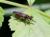 Choerades fimbriata